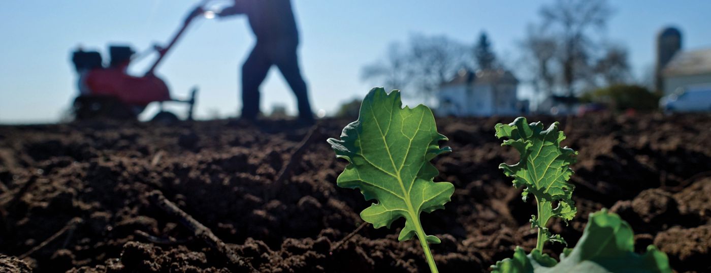 Tilling kale at HAFA farm